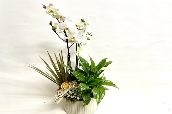 CESTA CON ORQUÍDEA